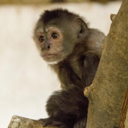 Маймунска шарка се появи във Великобритания За 10 дни случаите