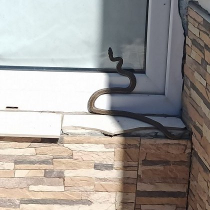 Змия допълзя в двора на къща в пловдивско село Случката