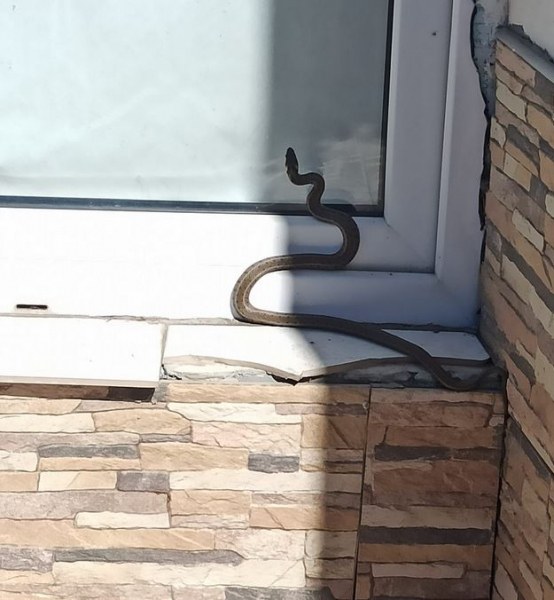 Змия опита да влезе в къща в Пловдивско ВИДЕО