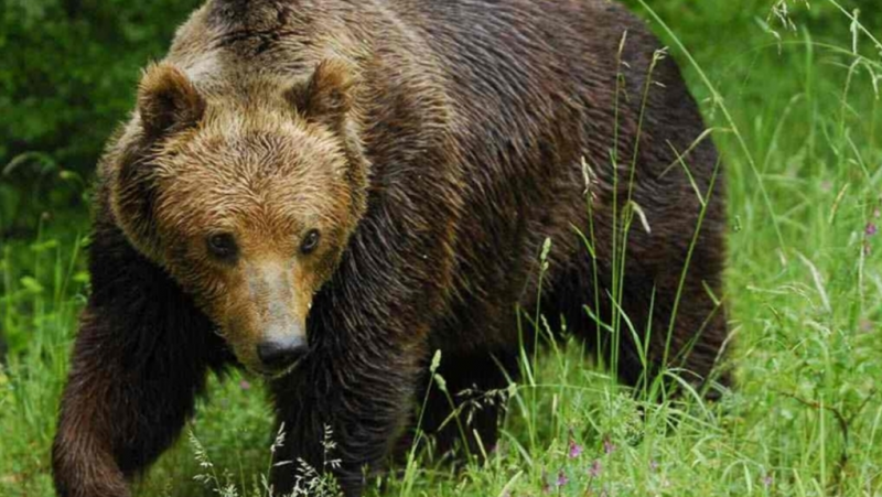 Жителите на Чепеларе са паникьосани, след като снощи мечка отново