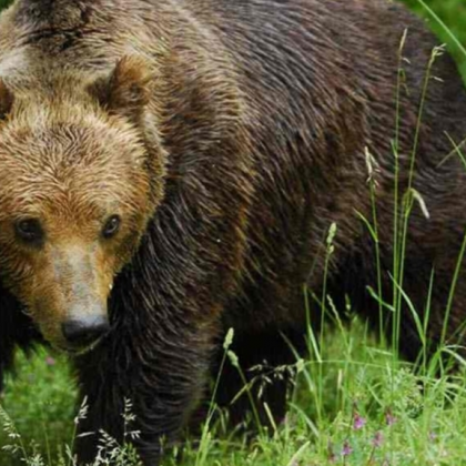 Жителите на Чепеларе са паникьосани след като снощи мечка отново