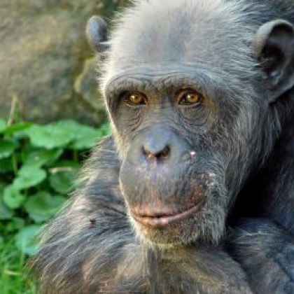 Случаят на маймунска шарка който Гърция обяви за съмнителен не