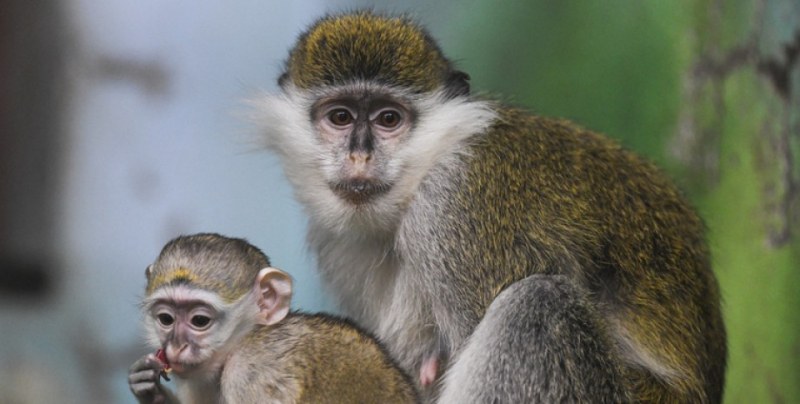 Чрез сексуален контакт: Учени посочиха как се предава маймунската шарка