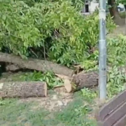 Клон на дърво падна върху пейка в градинка в Пловдив
