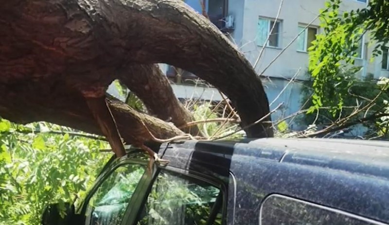 Дърво падна и смачка три коли в Пловдив