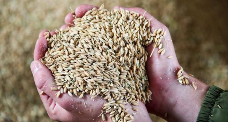 Пое ли Русия контрол над световния износ на пшеница?
