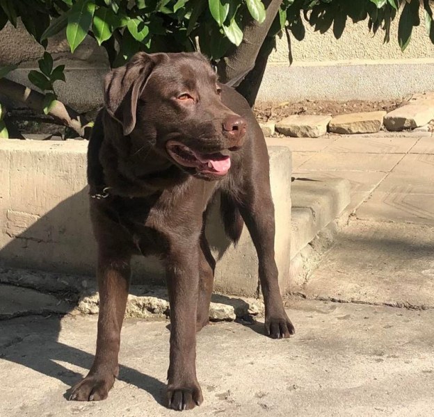 Куче водач е изгубено в София.За това сигнализира Снежанка Ганишева