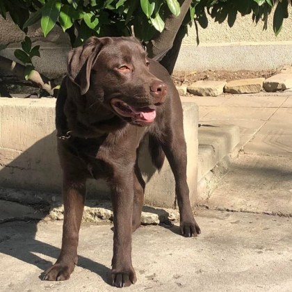 Куче водач е изгубено в София За това сигнализира Снежанка Ганишева