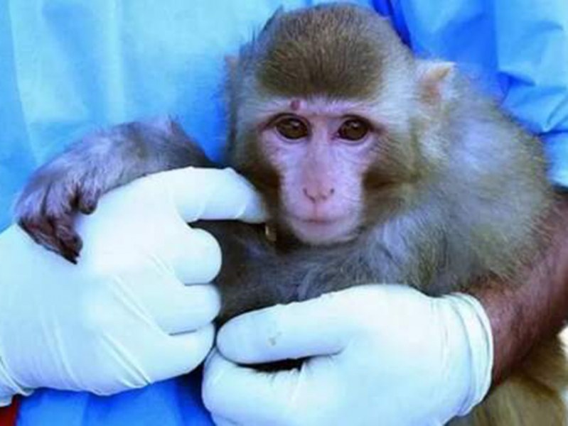 Публикуваха първа СНИМКА на човешка кожа с маймунска шарка