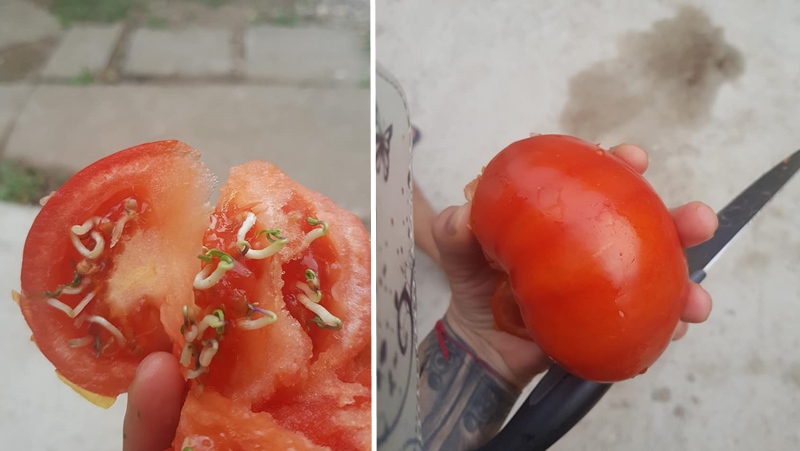 Купуваш домати - оказва се разсад под прикритие СНИМКИ