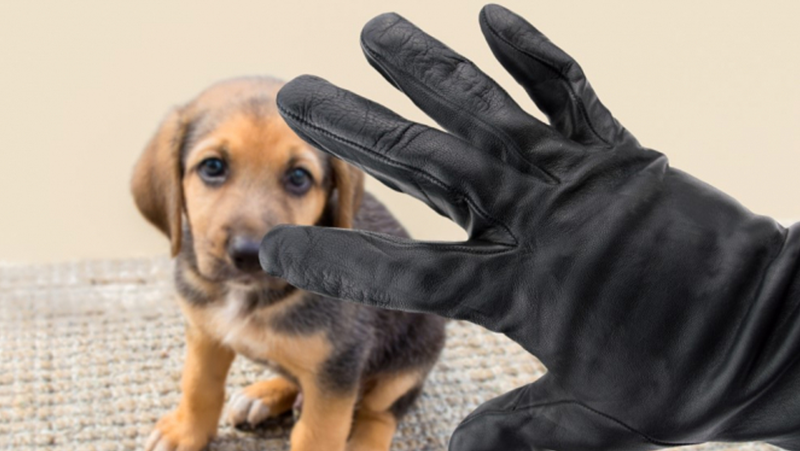 Организирана престъпна група търгува с крадени кучета - историята на потърпевш