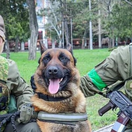 Овчарката Макс, която смени армиите по време на войната СНИМКИ