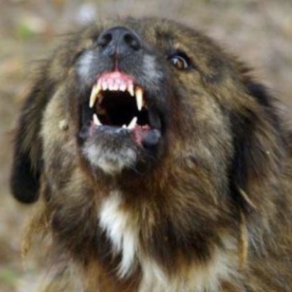 Домашно куче нахапа дете в Софийско съобщиха от полицията На 4