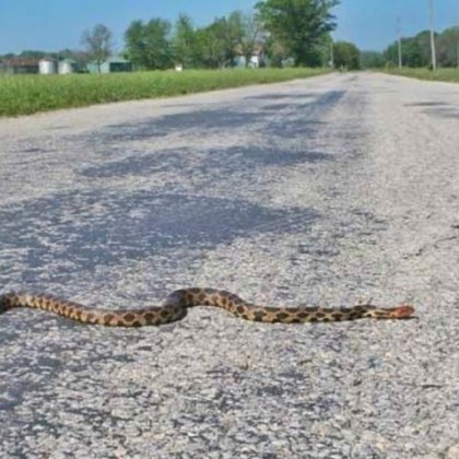Змии са плъзнали в Свищов и по пътища край града