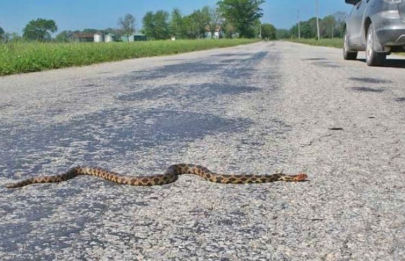 Змии са плъзнали в Свищов и по пътища край града.
