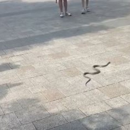 Змия се разходи из центъра на Плевен Случката е заснета