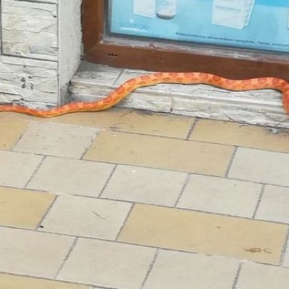 Змия пълзяща по тротоар изненада жители на пловдивския квартал Кършияка Запознати