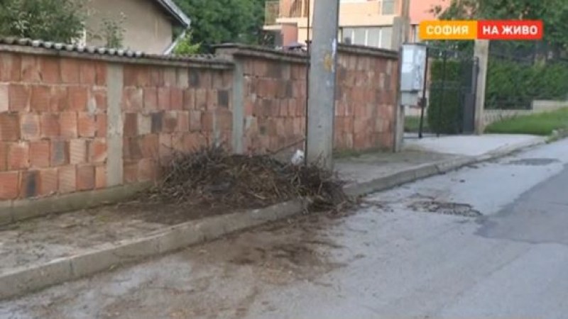 Три малки щъркелчета загинаха в София. Отрязаха ли стойката на гнездото?