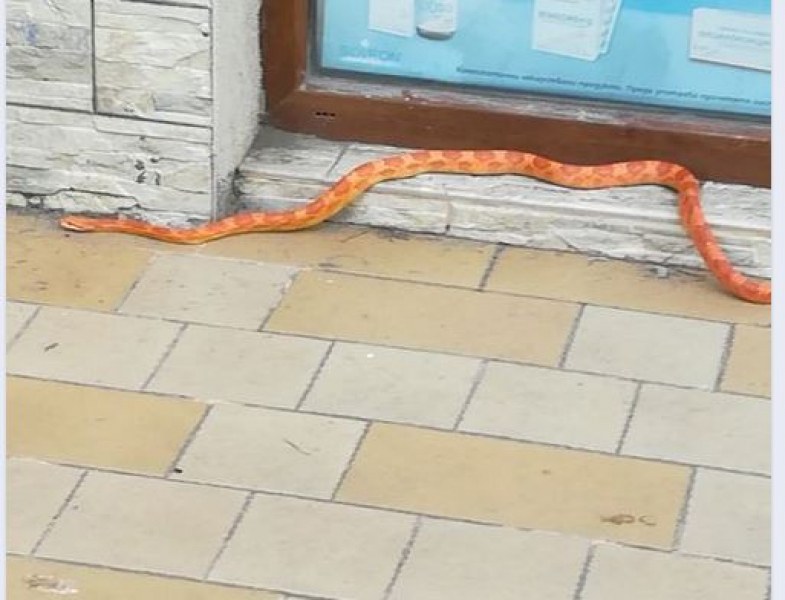 Змия, пълзяща по тротоар, изненада жители на пловдивския квартал Кършияка.Запознати