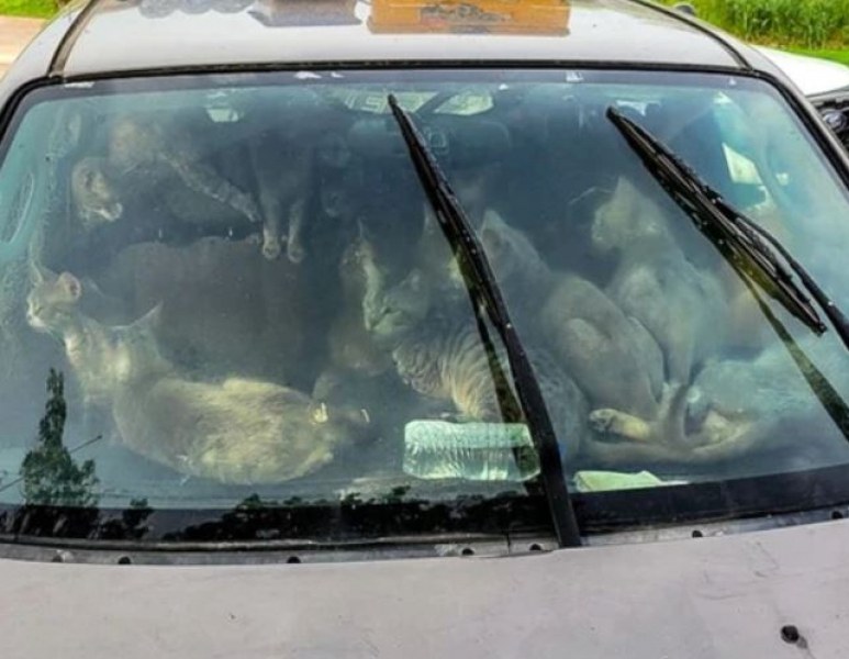 Спасиха 47 котки от ван в юнската жега. Живеели вътре със стопанина си