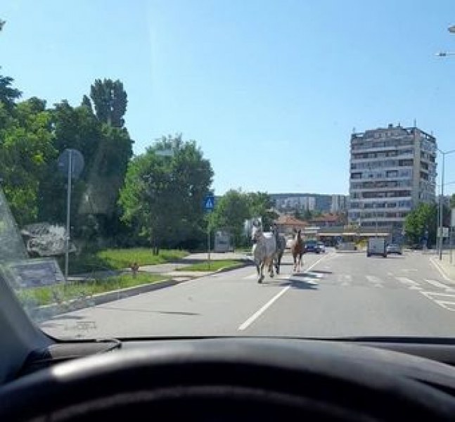 Коне посрещат шофьорите по улиците на Шумен СНИМКИ