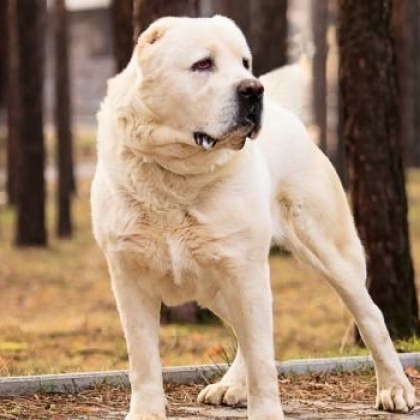 Собственикът на кучето което нахапа 10 годишно момче в хасковското село