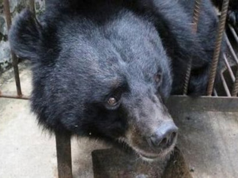 Жена държа мечка в дома си 2 г., мислейки, че е кученце тибетски мастиф СНИМКА
