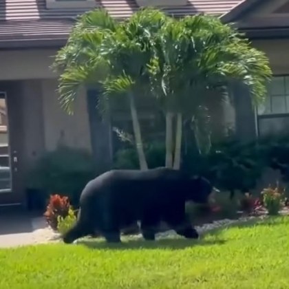 Голяма мечка влезе в богаташки квартал във Флорида Хора от
