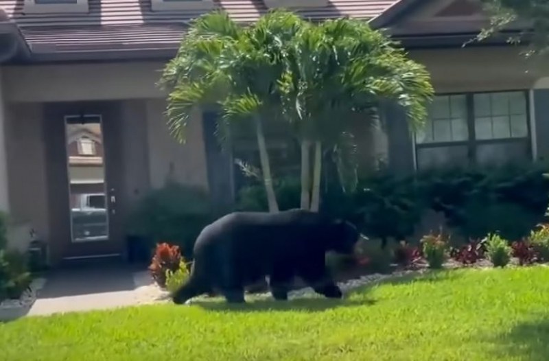 Голяма мечка влезе в богаташки квартал във Флорида. Хора от