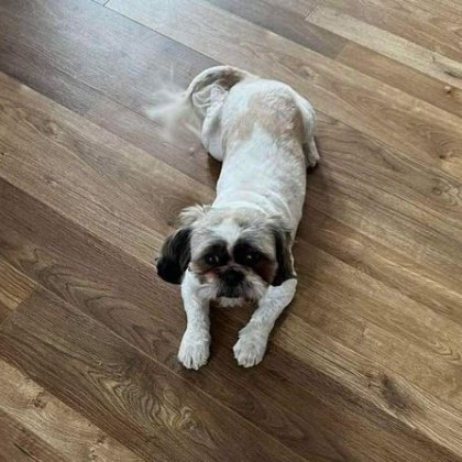 Кученцето на дете от Пловдив е изчезнало Животното е от