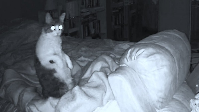 Могат ли котките да виждат призраци? Отговорът се крие в това ВИДЕО