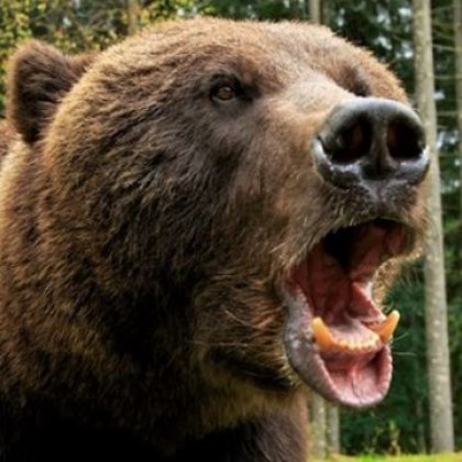 Ловец бе убит от мечката която прострелял смъртоносно Трагeдията се