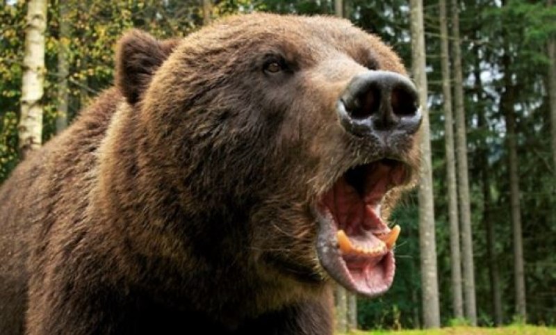 Разярена мечка уби ловеца, който я простреля ВИДЕО 18+