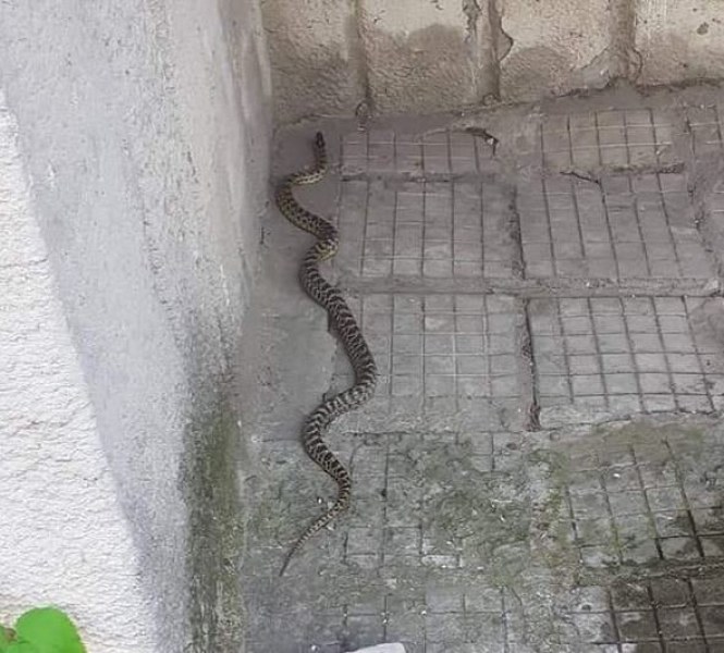Змия изпълзя в Ямбол, изкара акъла на местните СНИМКА