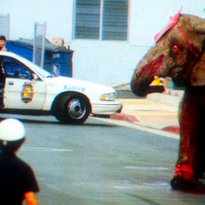 На 20 август 1994 г слонът Тайк се опита да