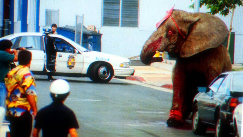 Трагичната история на Тайк - слона, който беше убит от полицията