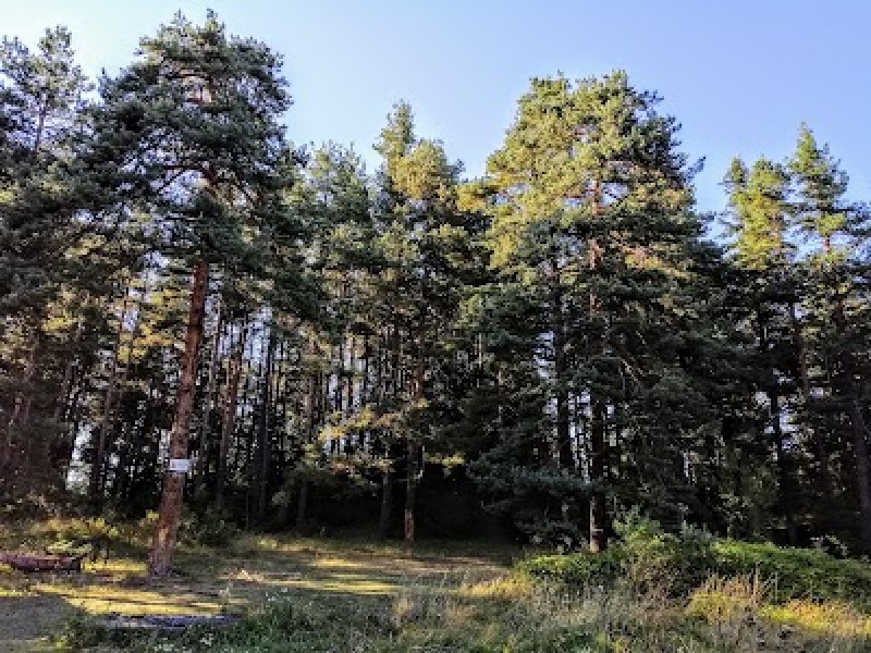 Жена се загуби в гората край Пазарджик, горски я намери