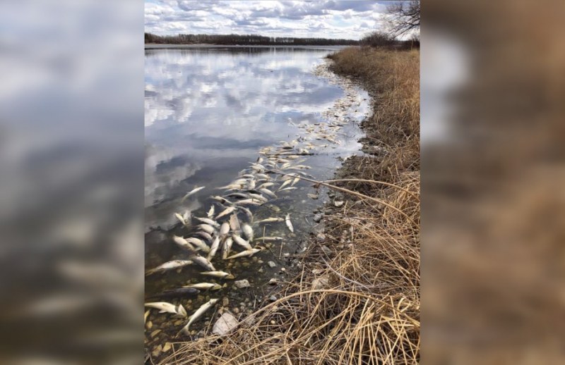 Мъртва риба изпълни язовир Студен кладенец. Повече от месец институциите
