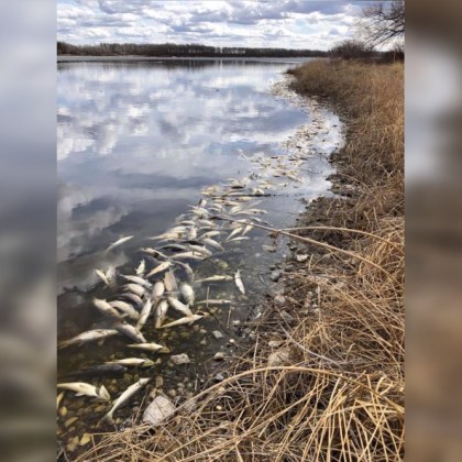 Мъртва риба изпълни язовир Студен кладенец Повече от месец институциите