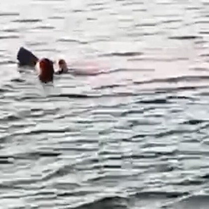 Акула нападна туристка в курорта Хургада в Египет В резултат