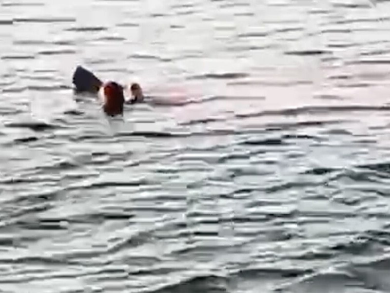 Акула нападна туристка в курорта Хургада в Египет. В резултат