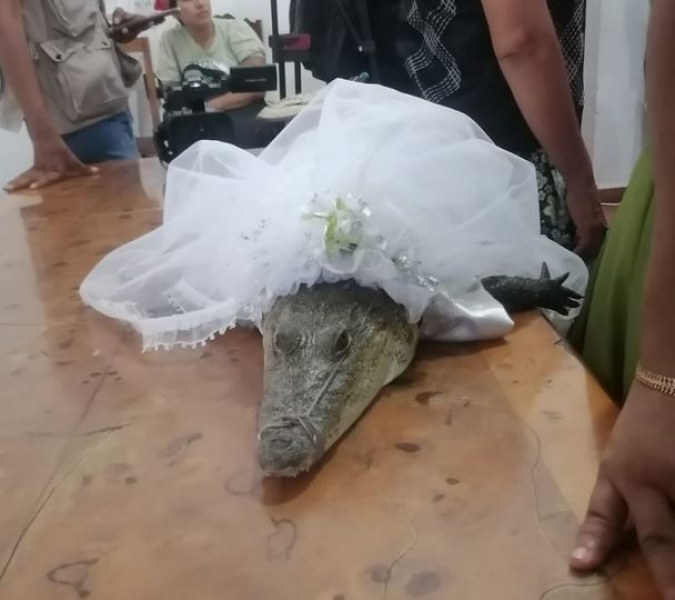 Защо кмет се ожени за алигатор? ВИДЕО