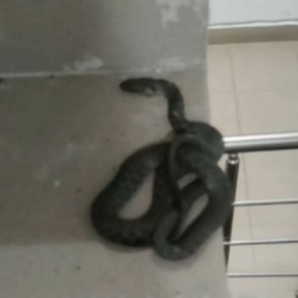 Откриха змия в столичен блок