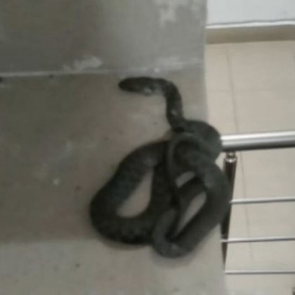 Откриха змия в в общите части на кооперацията в София