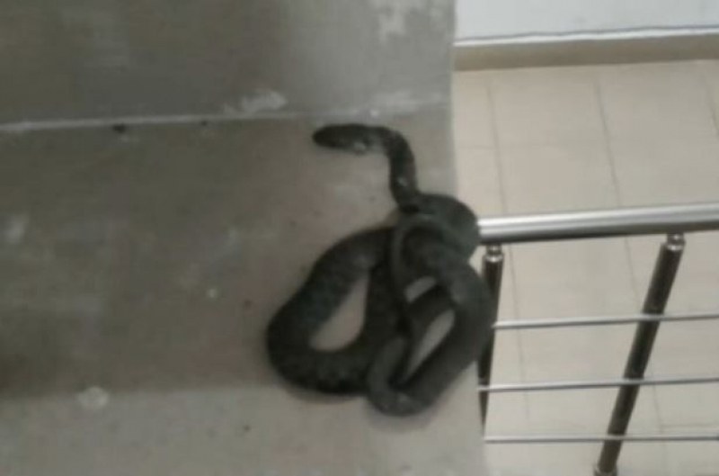 Откриха змия в в общите части на кооперацията в София.