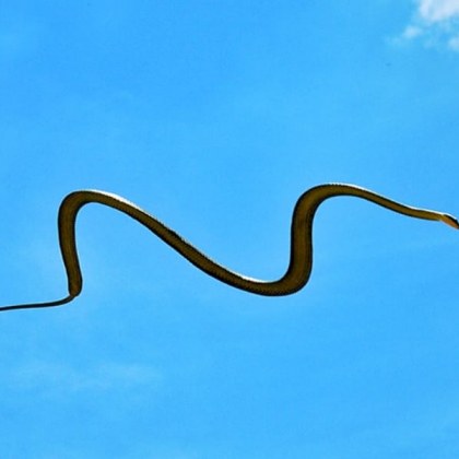 Скачащи змии са забелязани да влизат в детска градина в