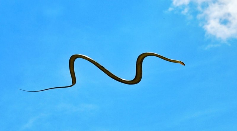 Скачащи змии са забелязани да влизат в детска градина в