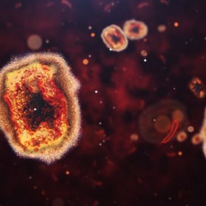 За първи път в света бе открит случай на маймунска