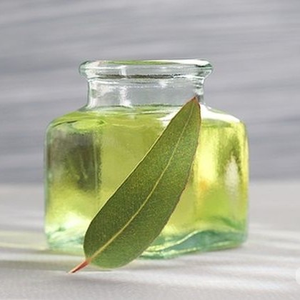 Евкалиптово масло се добива от свежите листа на евкалиптовото дръвче