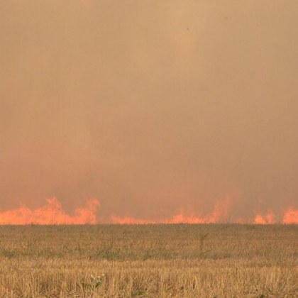 Пожарникари са спасили 250 декара с неожъната пшеница съобщиха от